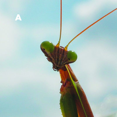 Fig. 11A: Photograph of a praying mantis head.
